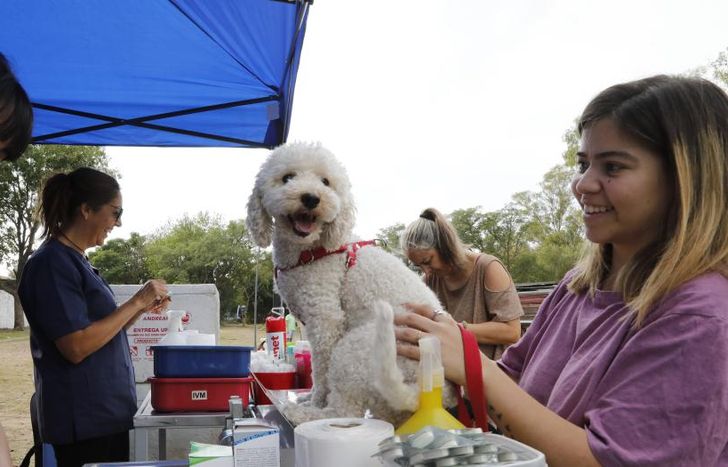Habrá diferentes servicios de atención para perros y gatos.