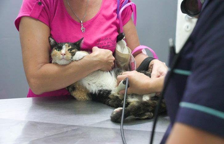 Este año hicieron más de 20 mil castraciones.