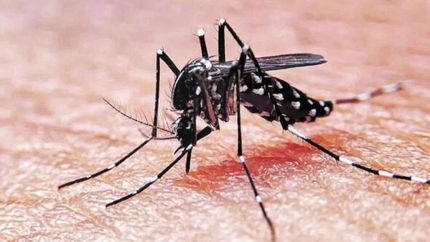 alertan por un brote de dengue en las proximas semanas