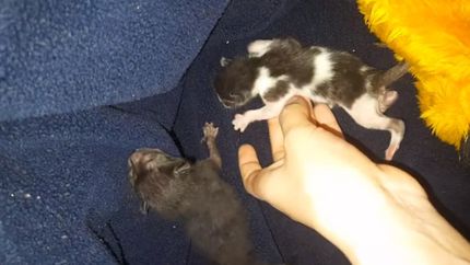 Una mujer entregó tres gatos a la joven de Turdera y le devolvieron uno muerto.