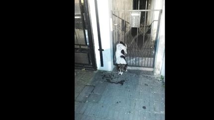 Los Bomberos de Lomas rescataron a un perro