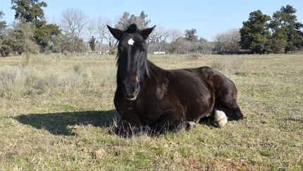 La ONG de Lomas tiene cerca de 30 caballos rescatados que viven en el refugio.