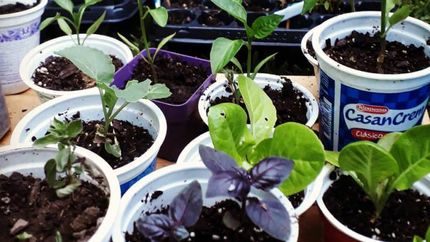 Tres plantines cuestan sólo $100