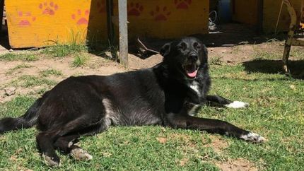 Lo recaudado será para los animales que viven en el refugio.