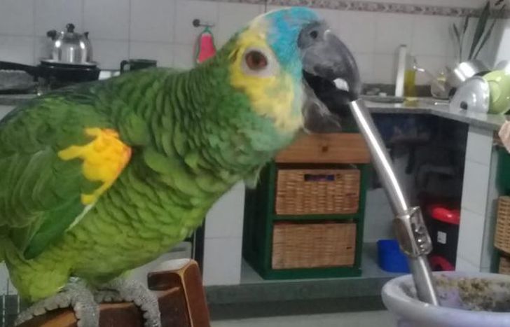 Por mas de 10 años eligió la casa de Patricia para vivir.