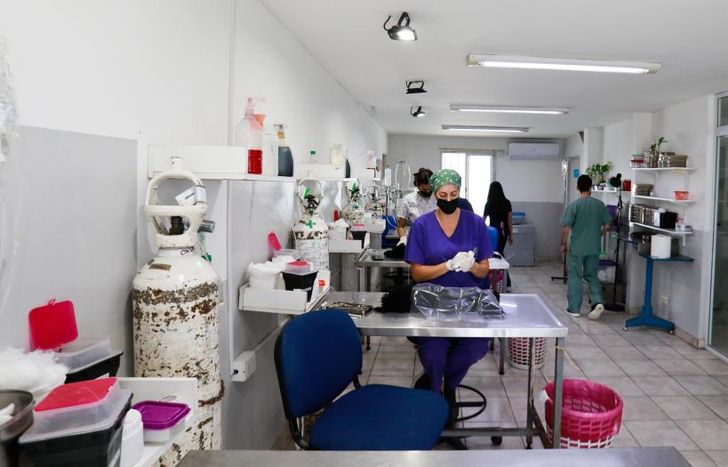 El año pasado hicieron 10.933 castraciones en el Hospital de Mascotas.