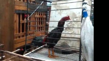 hacían apuestas con los animales.