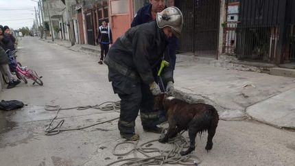Los bomberos sacaron al perro del agua con un lazo.