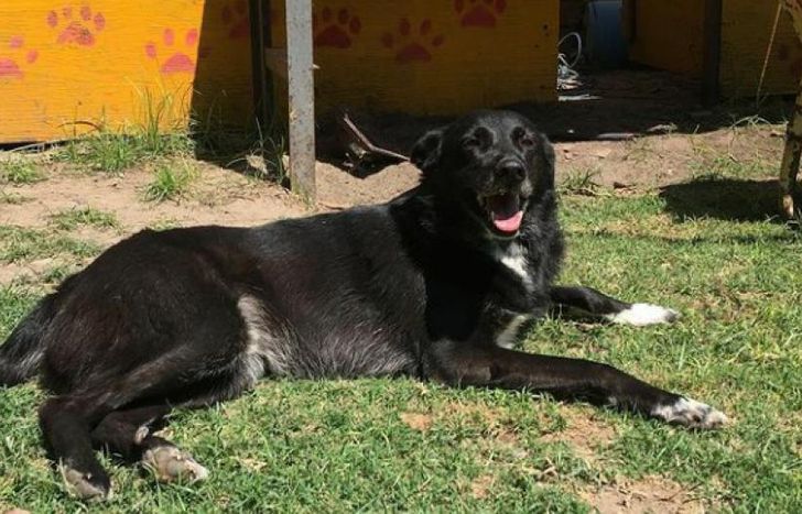 Lo recaudado será para los animales que viven en el refugio.