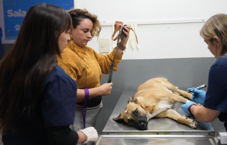 Siguen fortaleciendo la atención veterinaria en Lomas.
