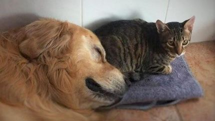 Buscan determinar si gastos y perros se contagian de Covid.