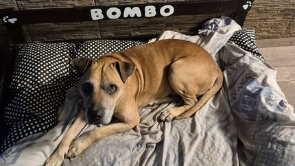 Bombo ya está instalado en su nuevo hogar, en Lomas de Zamora.