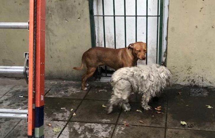 Los perros estaban asustados.