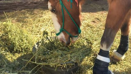 Ángeles tiene un problema es un pata delantera y debe ser intervenida quirúrgicamente.