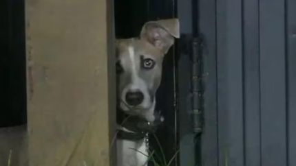 El perro Arturo.