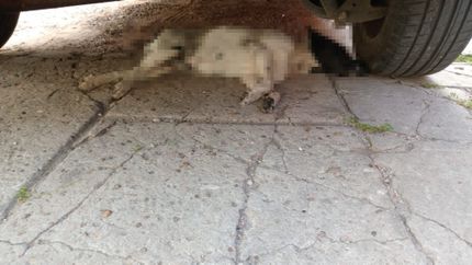 Buscan al asesino del perro atropellado en Temperley.