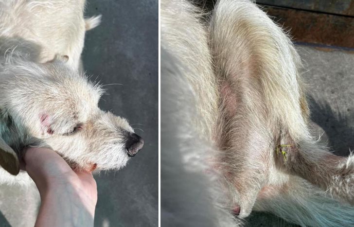 Las heridas que tuvo el perro a causa del choque. Para fortuna de la familia, la mascota sigue con vida.