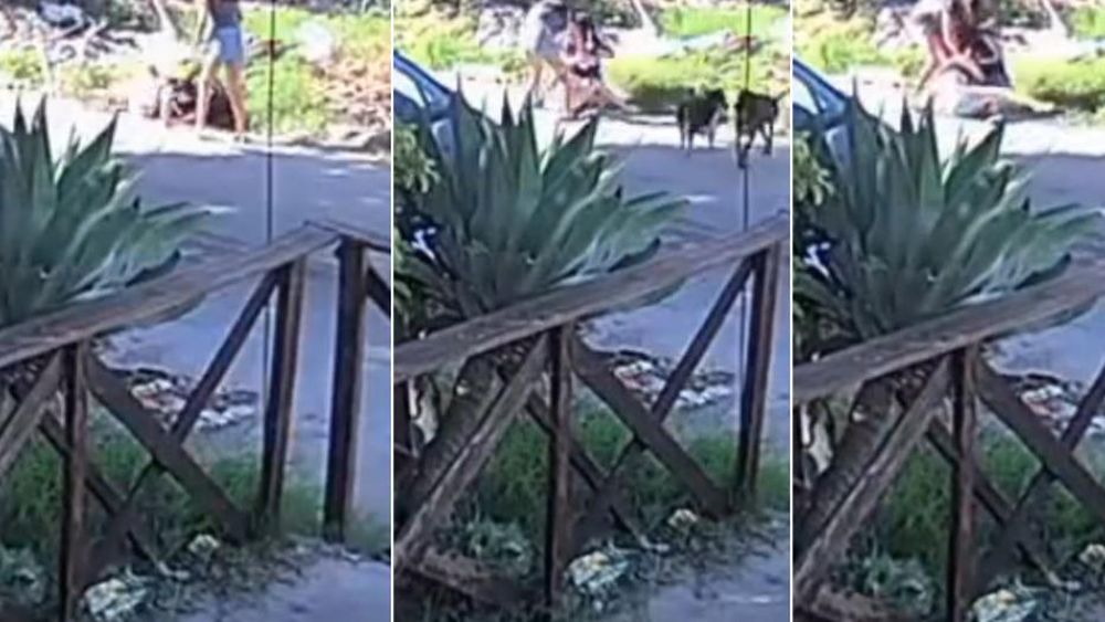 Una cámara de seguridad registro el violento momento.