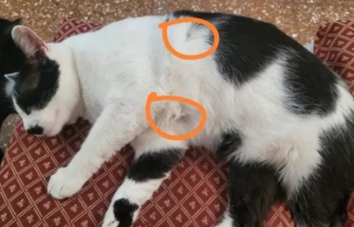 Una de las mascotas heridas en Banfield.