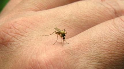 Es una enfermedad viral transmitida por la picadura del mosquito Aedes aegypti.