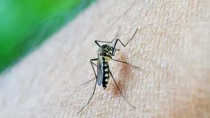 Confirman más de 180 mil casos de dengue en la Argentina en el periodo 2023/2024.