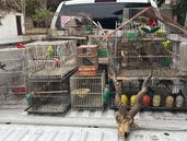Además de animales, tenían un cráneo de antílope.