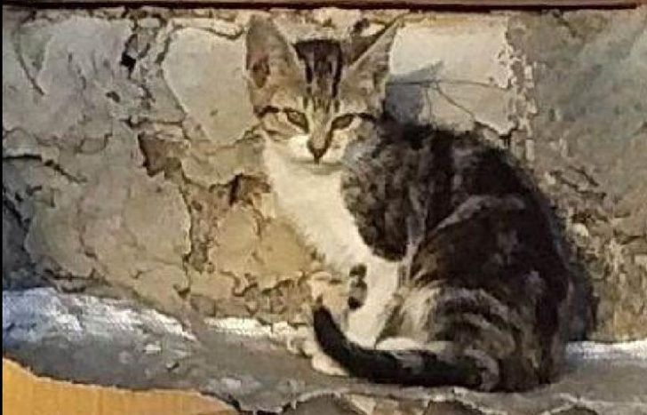 Se trata de una gatita de ocho meses.