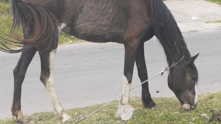Merlina fue rescatada en Ingeniero Budge y presentaba signos de ser usada para tracción a sangre.