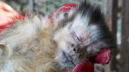 maltrato animal: rescataron a dos monos en una casa de temperley