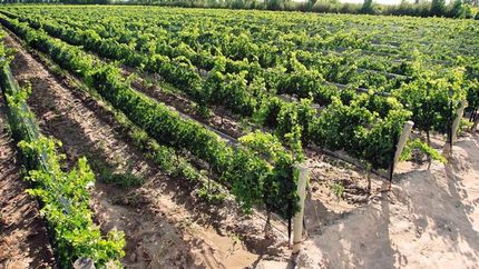 Desde el siglo XVI, Temperley fue una zona fructífera para la plantación de vides.