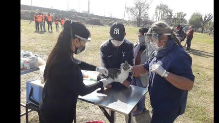 proteccion a las mascotas de lomas: ¿como es el trabajo de zoonosis durante la cuarentena?
