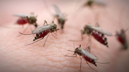 No está asociada con el Aedes Aegypti, mosquito transmisor del dengue.