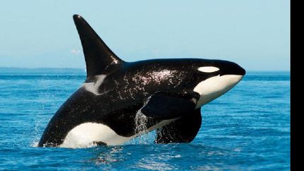 salvaron la vida de una orca encallada en nueva atlantis