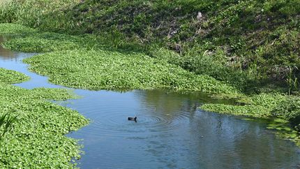 el parque finky de turdera es refugio de mas de 150 especies de aves