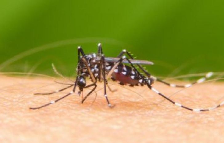 Paraguay está sufriendo un fuerte brote.