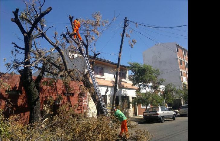 para web - echeverria poda