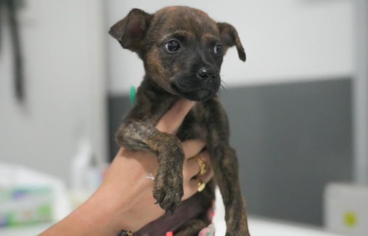 Ya hubo más de 200 adopciones desde el lanzamiento del programa.