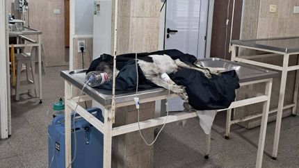El perro, gravemente herido en la veterinaria. Murió poco después.