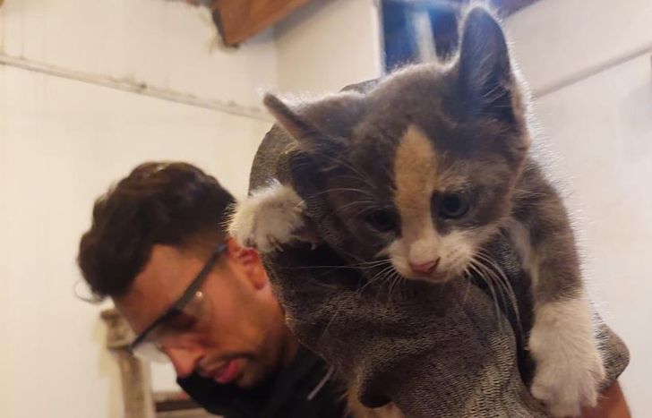 Uno de los gatitos rescatados.