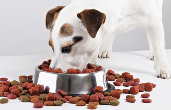 La vuelta a la presencialidad también afecta a las mascotas.