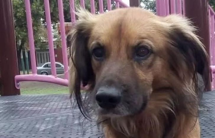 La vida de Piru cambió rotundamente desde la adopción.