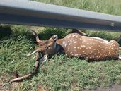 El ciervo atropellado en la ruta. El ciervo atropellado en la ruta.