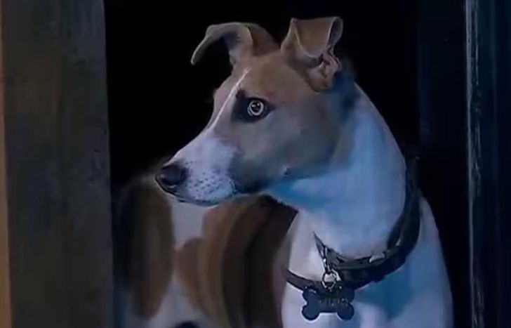 El perro Arturo.