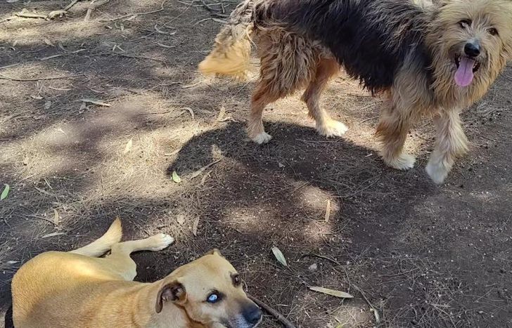 Cada compra de número es fundamental para que ellos puedan seguir en el refugio.