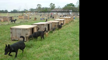 colecta para un refugio de animales