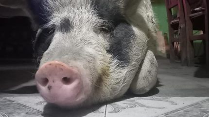 Él es un chancho muy feliz, admitió Karmen.