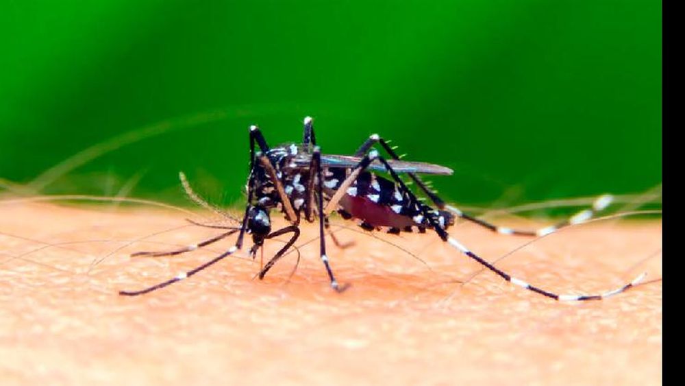 Hay casi 300 casos de dengue en la región