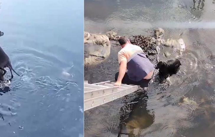 El perro no podía salir y los vecinos no tenían manera de bajar hasta el arroyo.