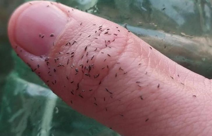 Miden más de 1 milímetro de longitud.