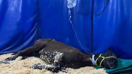 El caballo recibió atención médica urgente tras el rescate en Lomas.